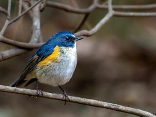 森の中の木陰で枝に留まって周りを見渡しているルリビタキの雄