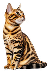 Fototapeta premium Bengal cat on a white background, cut out - stock png.