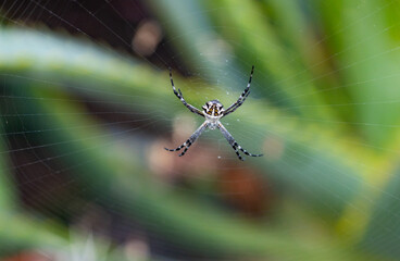 large spider on web