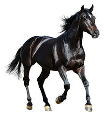 Black horse galloping in the open field at sunset, cut out - stock png.