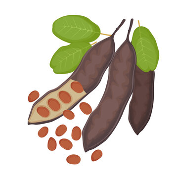 Vector Illustration Logo Clip art Carob Pods with Seeds