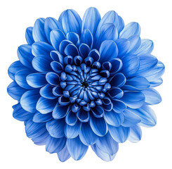 Beautiful blue flower blooming in vibrant detail, cut out - stock png.