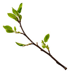 Spring branch with new green leaves, cut out - stock png.