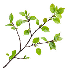 Obraz premium Green branch with leaves on white, cut out - stock png.