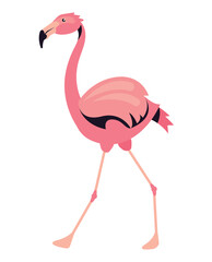 pink flemish bird wild character