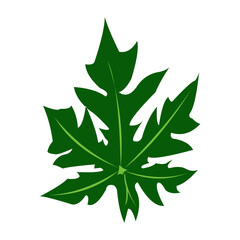 The surface of papaya leaves is green with visible leaf veins isolated on white