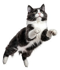 Playful cat jumping in mid-air indoors, cut out - stock png.