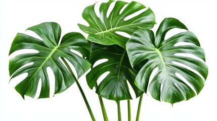 Close-up of Lush Monstera Leaves