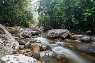 stream in the forest