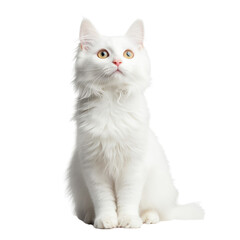 White Kitten Sitting and Looking Up