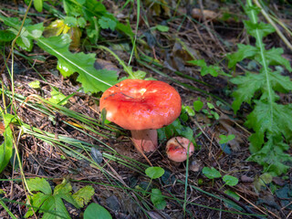 Red edible mushroom. Russula sanguinaria. Mushroom close-up.