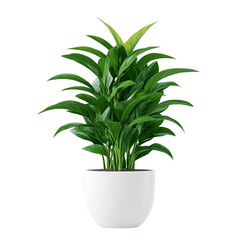 Fototapeta premium A fresh green plant in a pot with vibrant leaves against a white background