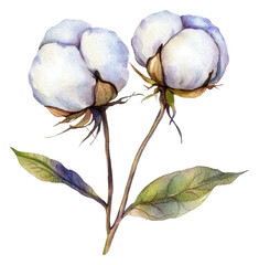 Cotton plant illustration with blossoms and leaves, cut out - stock png.