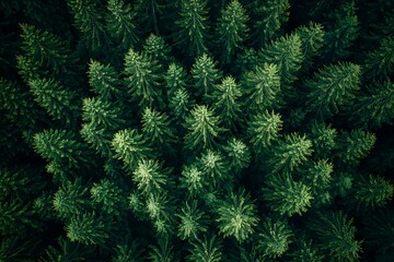 Obraz premium Aerial View of Lush Evergreen Trees in Dense Forest Canopy