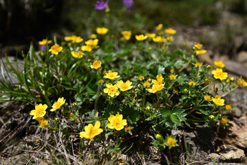 Mount. Tairappyou and Sennokura, Gunma, Japan