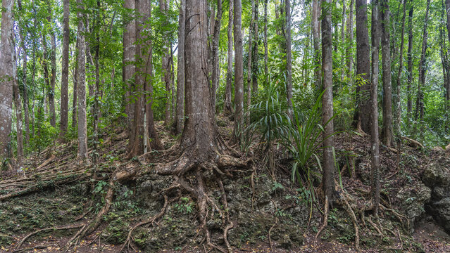The rainforest. Thickets of trees with thick, tall trunks and bizarrely twisted exposed roots. Philippines. Bohol. Bilar Man Made Forest 
