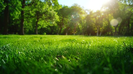 Obraz premium Bright summer sunny day in park with green fresh grass and trees. Space for text.