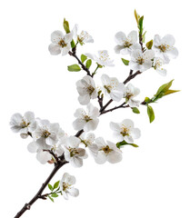 Obraz premium White flowering branch against a plain background, cut out - stock png.