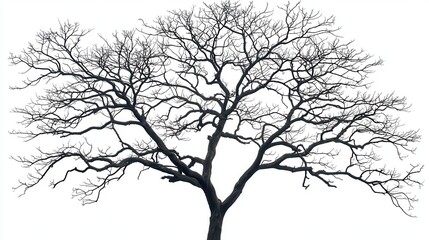 Fototapeta premium Bare Tree Silhouette Isolated On White Background