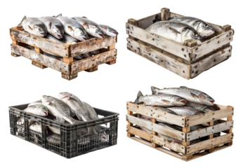Set of freshly caught fish packed in wooden and plastic crates, cut out