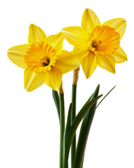 Bright yellow daffodils blooming in early spring, cut out - stock png.