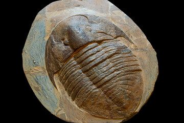 Fossil of Extinct Trilobite in Museum Exhibit