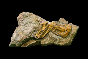 Fossil of Extinct Trilobite in Museum Exhibit