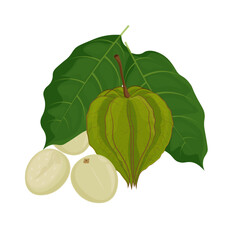 Vector Illustration Logo Clipart Superfood Natural Physalis or Ceplukan Cecendet fruits