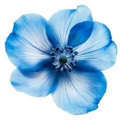 Blue flower blooms in daylight, cut out - stock png.