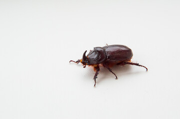 close-up: European rhinoceros beetle male on the white background