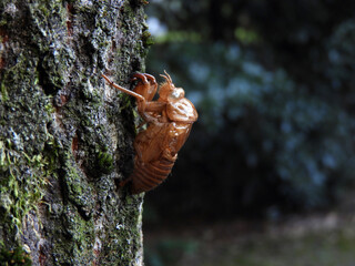 セミの抜け殻