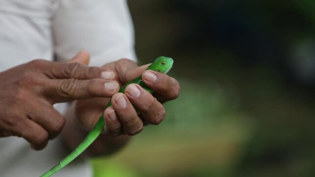 Iguana bebe en manos de un Campesino dandole cari&ntilde;o