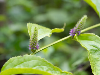 小さな淡紫色の花をつけるトラノオスズカケ