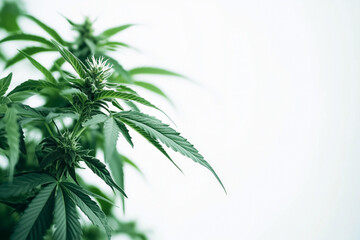 Obraz premium Close-up of cannabis plant on a light background