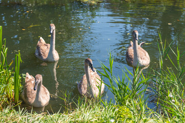 Vier Jungschwäne schwimmen zum Spreeufer
