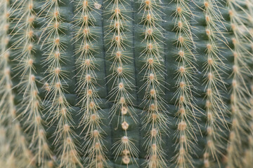 cactus close-up