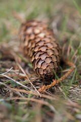 Vertical closeup of a long pine cone on forest surface