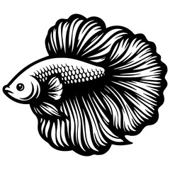Betta Splendens Fish Illustration.