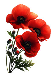 Vibrant red poppy flowers with lush green leaves, perfect for botanical illustrations and floral designs.