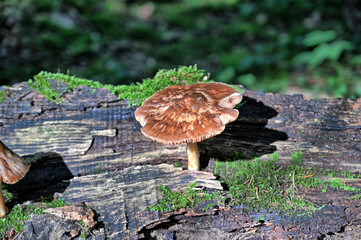 Funghi in the forrest