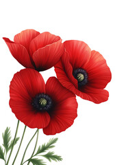 A vibrant display of red poppy flowers, beautifully arranged with green leaves, perfect for nature-themed projects.