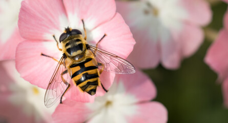 bee on pink flower