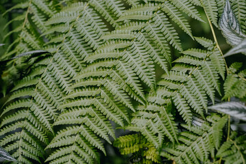 Beautiful fern leaves in the forest. Selective focus.