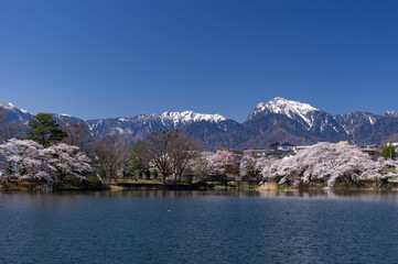 残雪の甲斐駒ヶ岳を背景に池畔を彩る牛池のソメイヨシノ