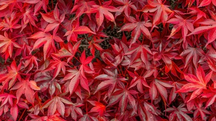 Vibrant Red Maple Leaves in Autumn