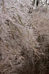 雨氷に覆われたガラス細工のようなカエデの梢