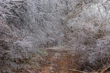 雨氷に覆われた灌木が茂る小径