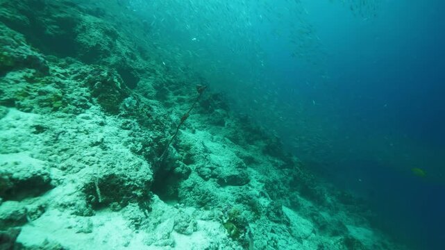 Sparkling sardines school swims above seabed with rocks