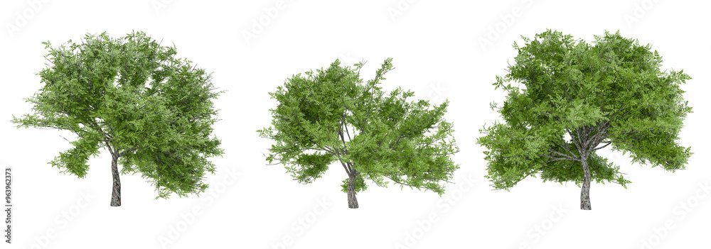 Aufkleber tree conllection png transparent background, 3d illustration rendering