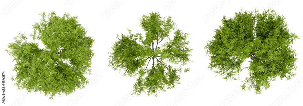 Poster top view tree conllection png transparent background, 3d illustration rendering